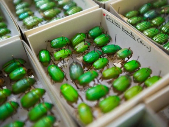 Green Beetles