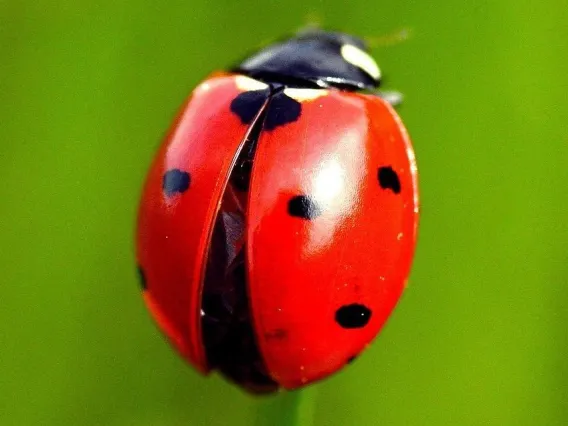 ladybug