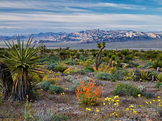 Red rock canyon