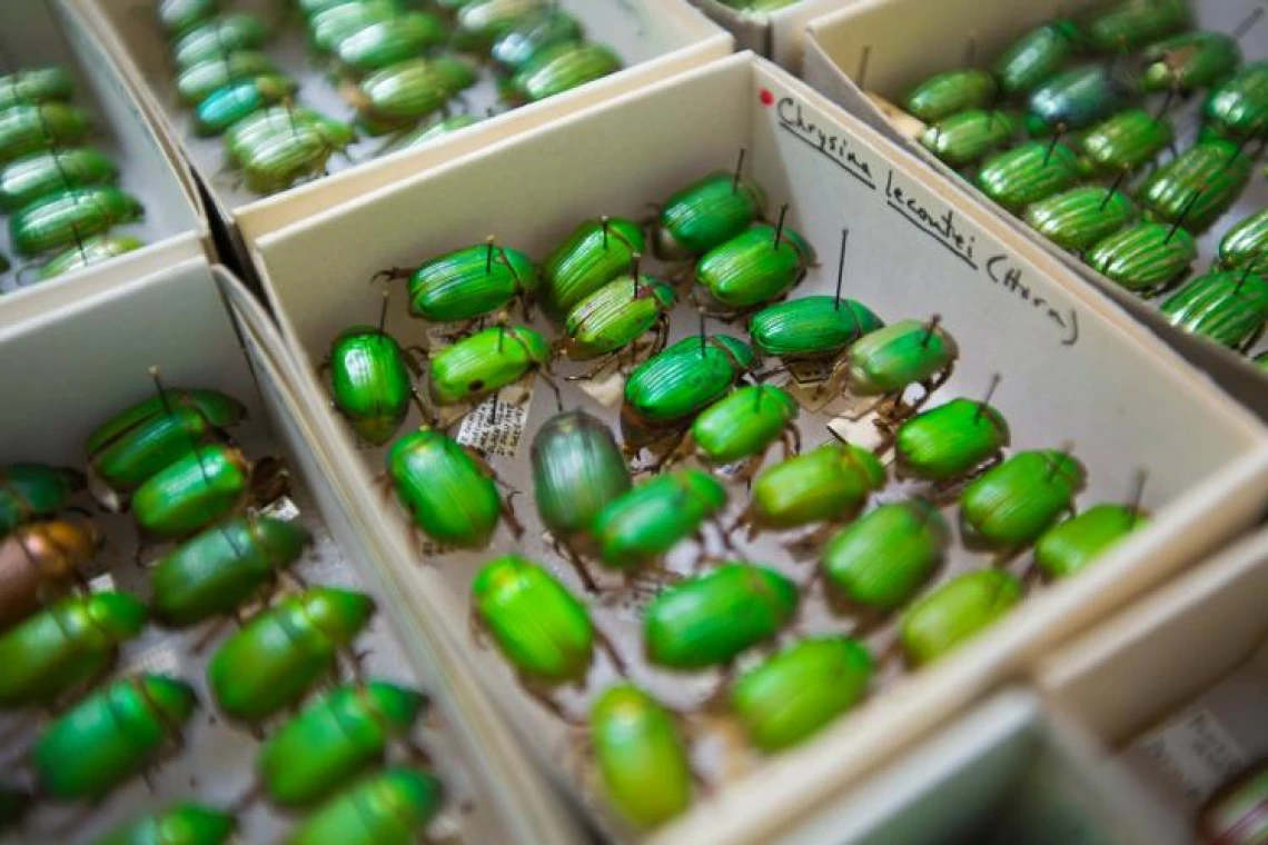 Green Beetles