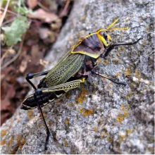 Western horse lubber grasshopper